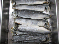 Herring