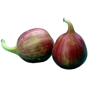 Fig