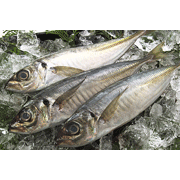 Horse Mackerel