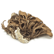 Maitake